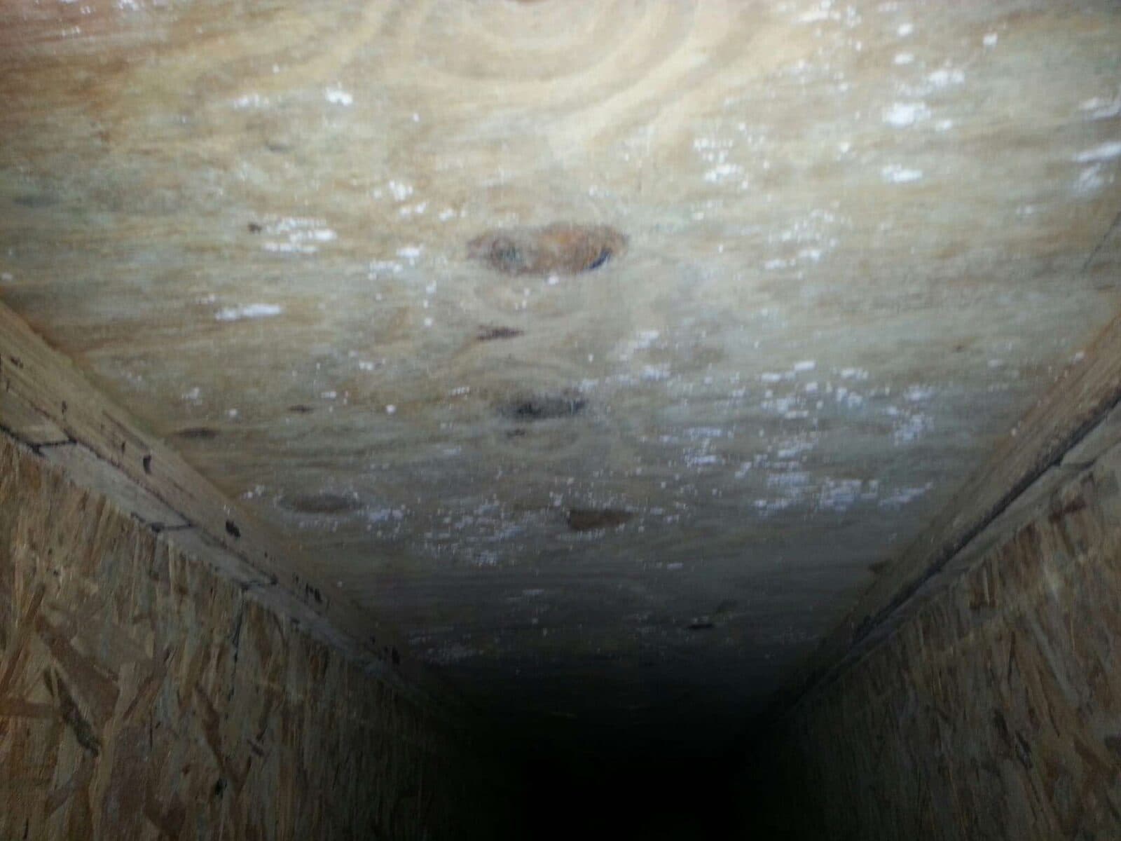 Mold growth on roof sheathing found in an attic