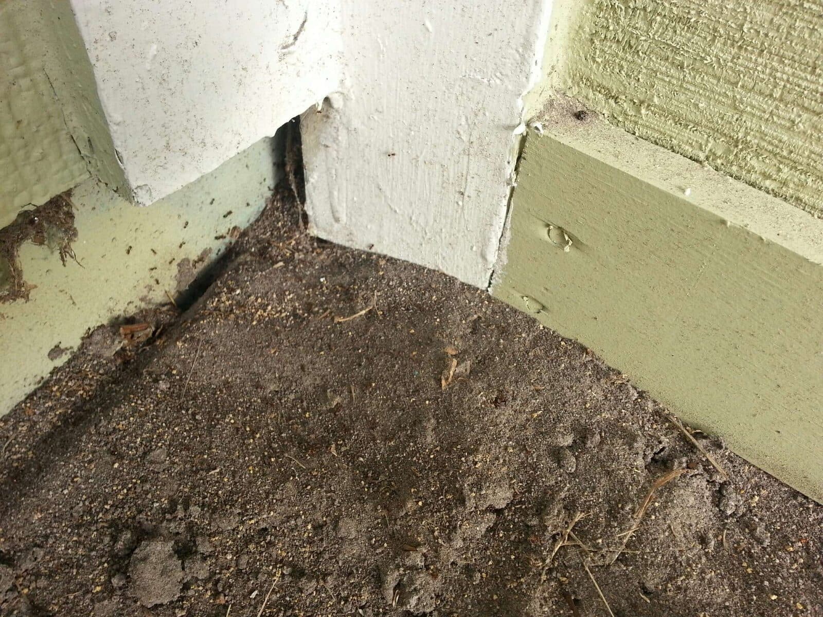 Siding and trim in contact with soil, a common termite entry point